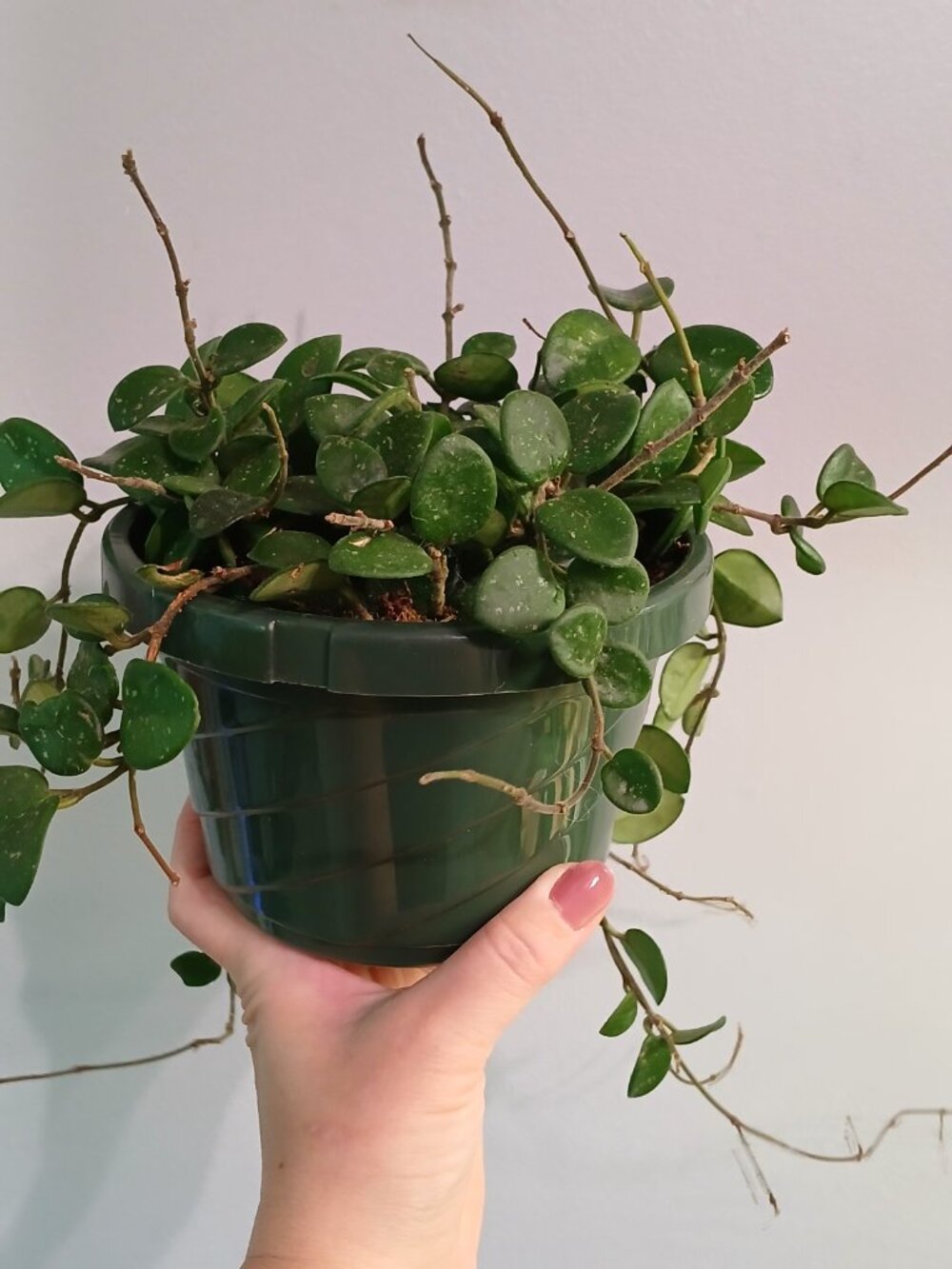 Hoya Mathilde - Picture 2 of 4